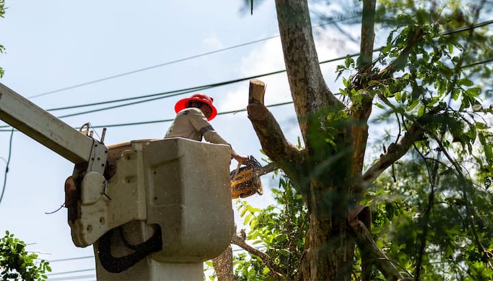 A professional in a bucket truck uses a chainsaw to cut limbs from a Chandler, AZ tree.