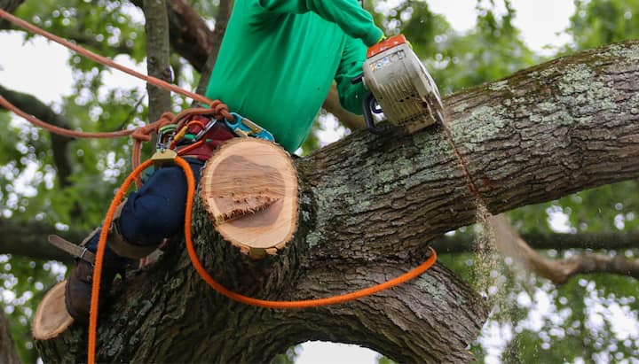 A tree removal expert uses a harness for safety while cutting a tree in a Chandler, AZ yard.