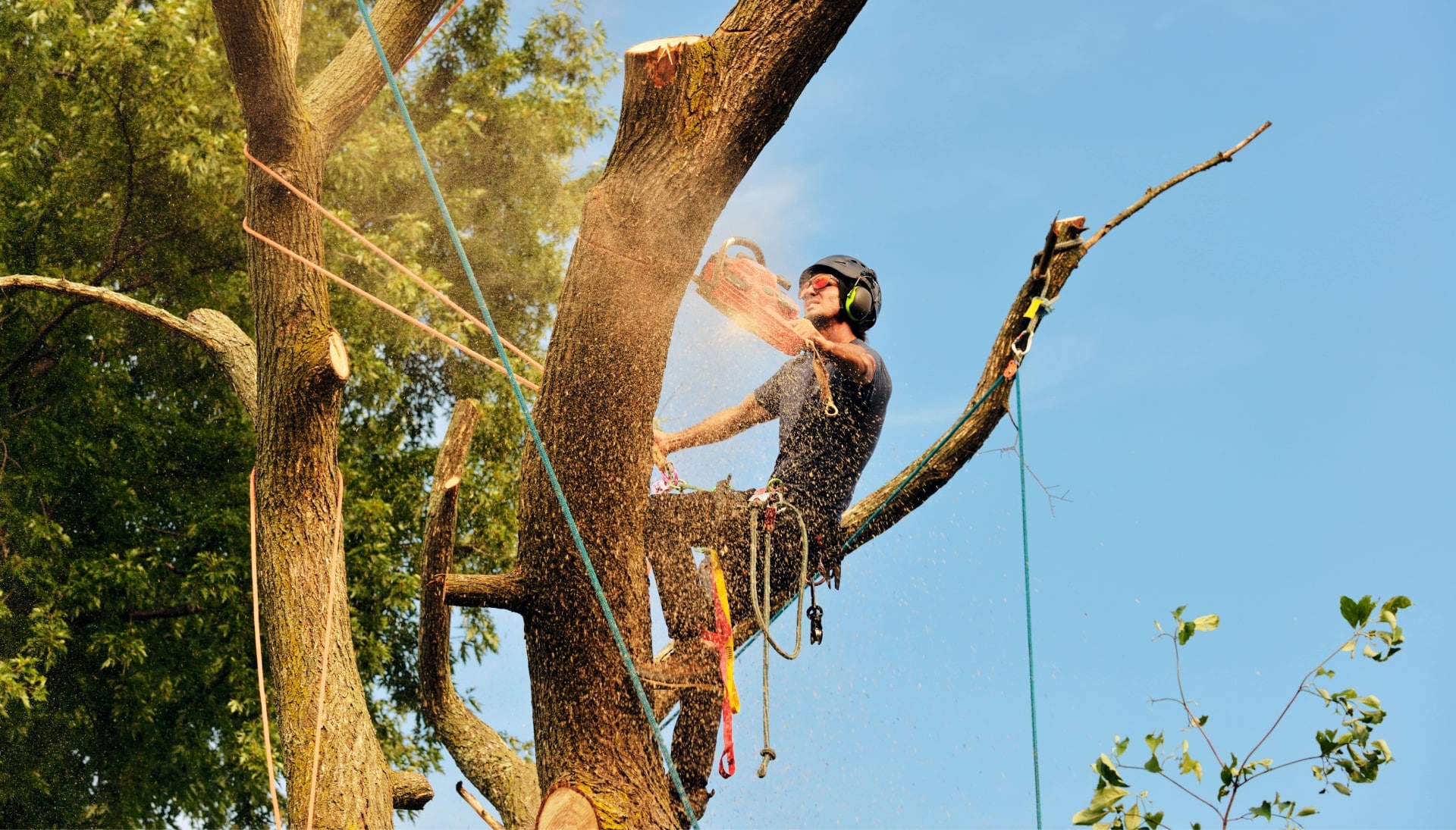 An expert tree removal technician cuts the limb off a tree on a Chandler, AZ property.