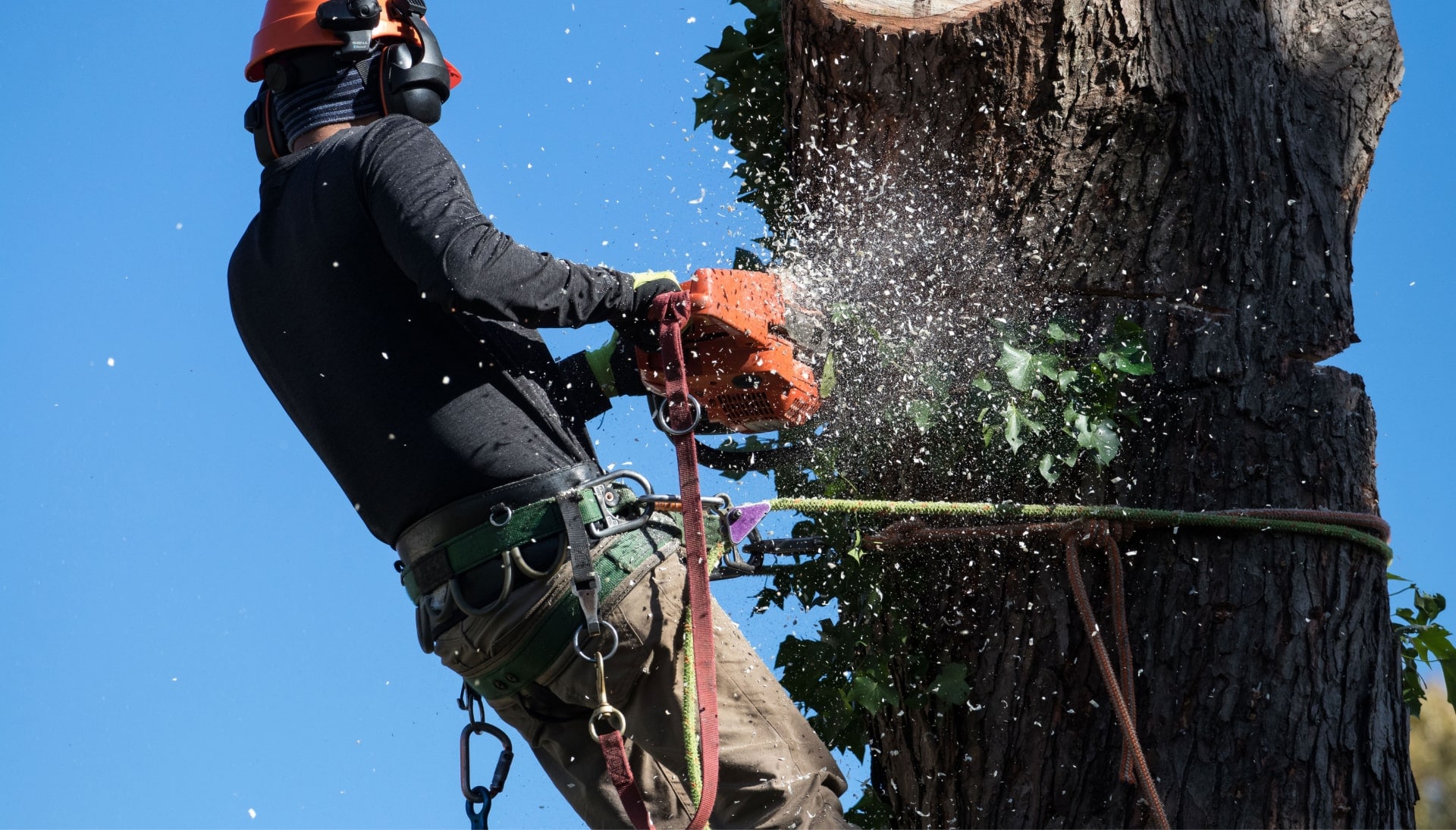 A professional tree removal expert removes a tree trunk from a Chandler, AZ yard.